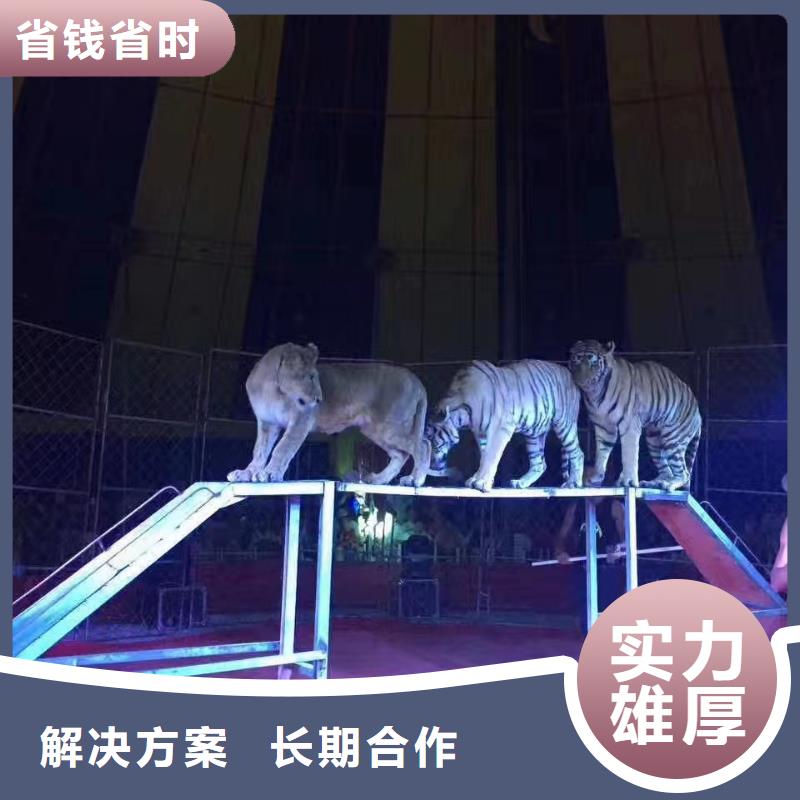 馬戲團/羊駝_海獅表演出租良好口碑