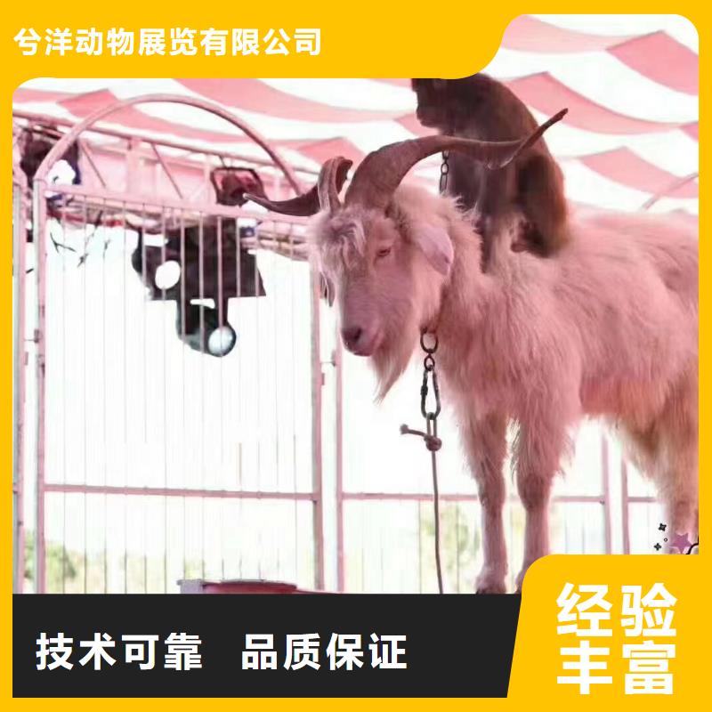 海狮表演出租视频-山东省淄博市|高青|临淄|烟台|莱芜|德州|东营海狮表演出租-兮洋