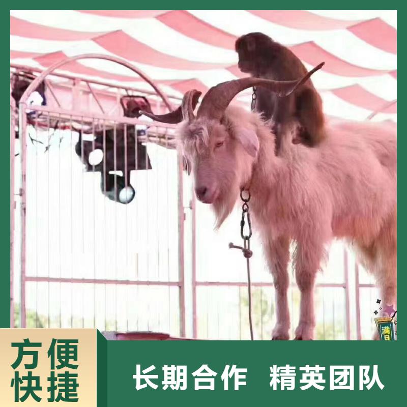 馬戲團/羊駝美人魚表演信譽良好