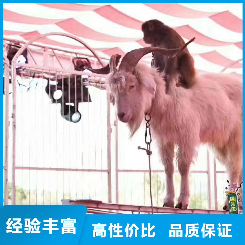 馬戲團/羊駝,美人魚表演靠譜商家