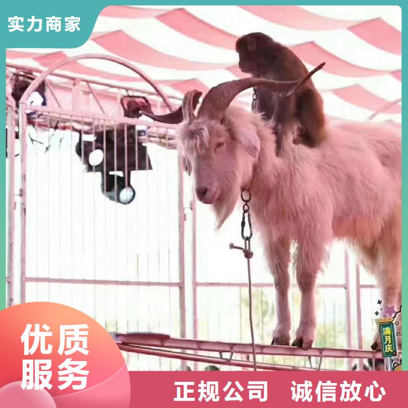 马戏团/羊驼_杂技表演放心之选