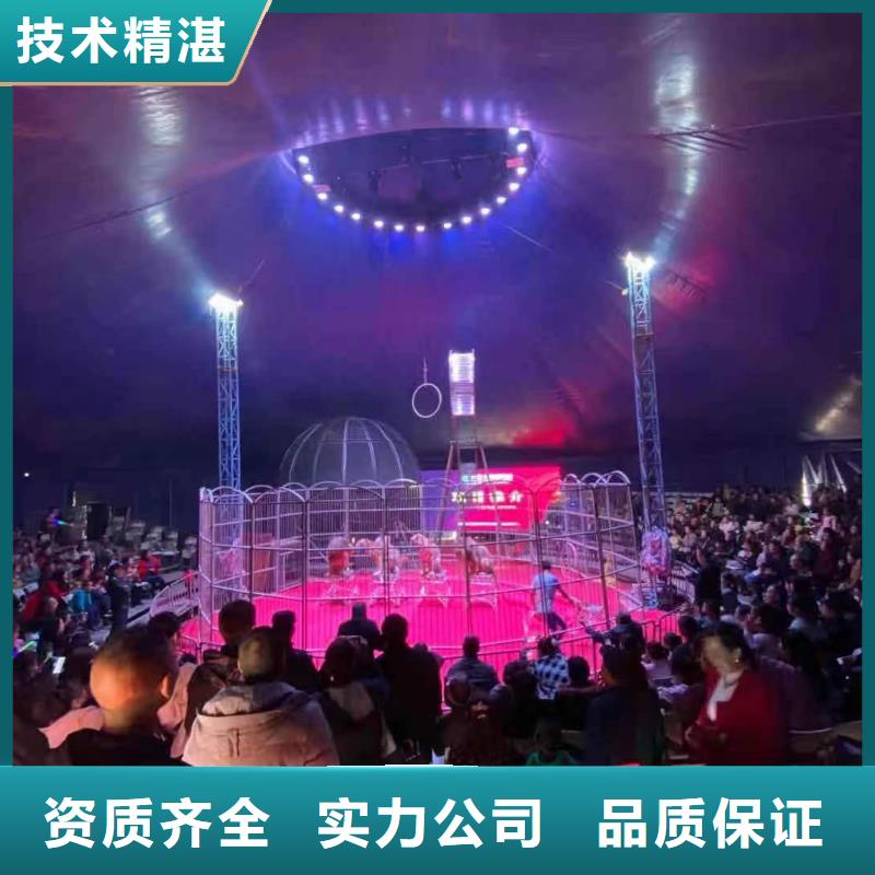 馬戲團(tuán)/羊駝,【【海獅表演租賃】】技術(shù)比較好