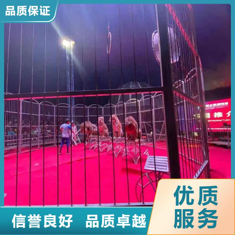 馬戲團(tuán)/羊駝,【【海獅表演租賃】】技術(shù)比較好