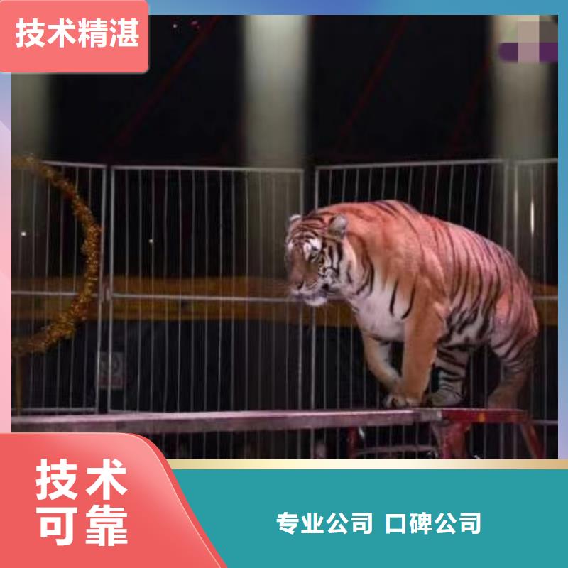 哪里有租賃羊駝的活動圖片
