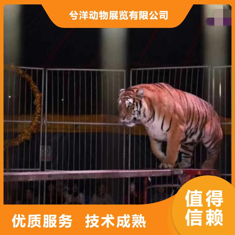 動物羊駝租賃暖場活動