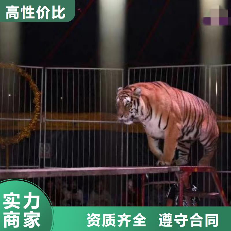 馬戲團/羊駝,小香豬寵物出租正規