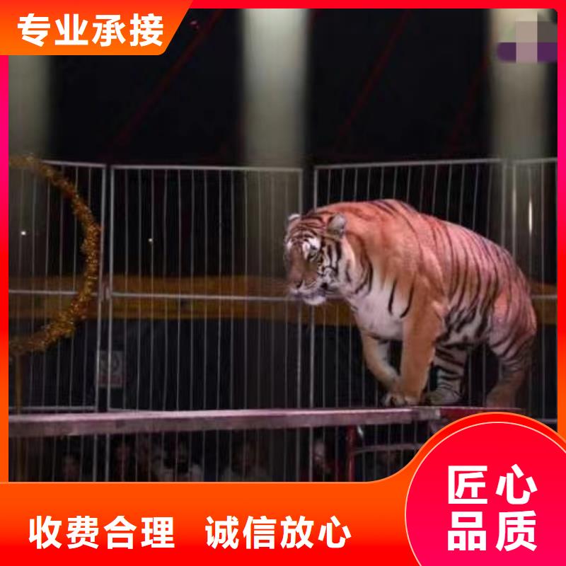 马戏团/羊驼-景区杂技表演口碑公司