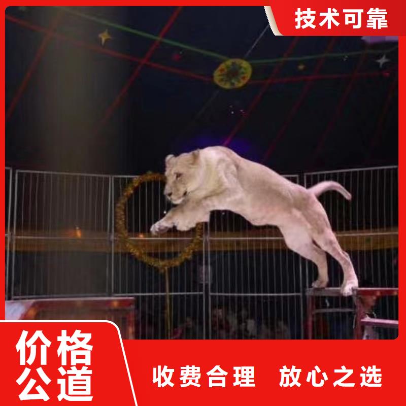 馬戲團/羊駝海獅表演出租明碼標價