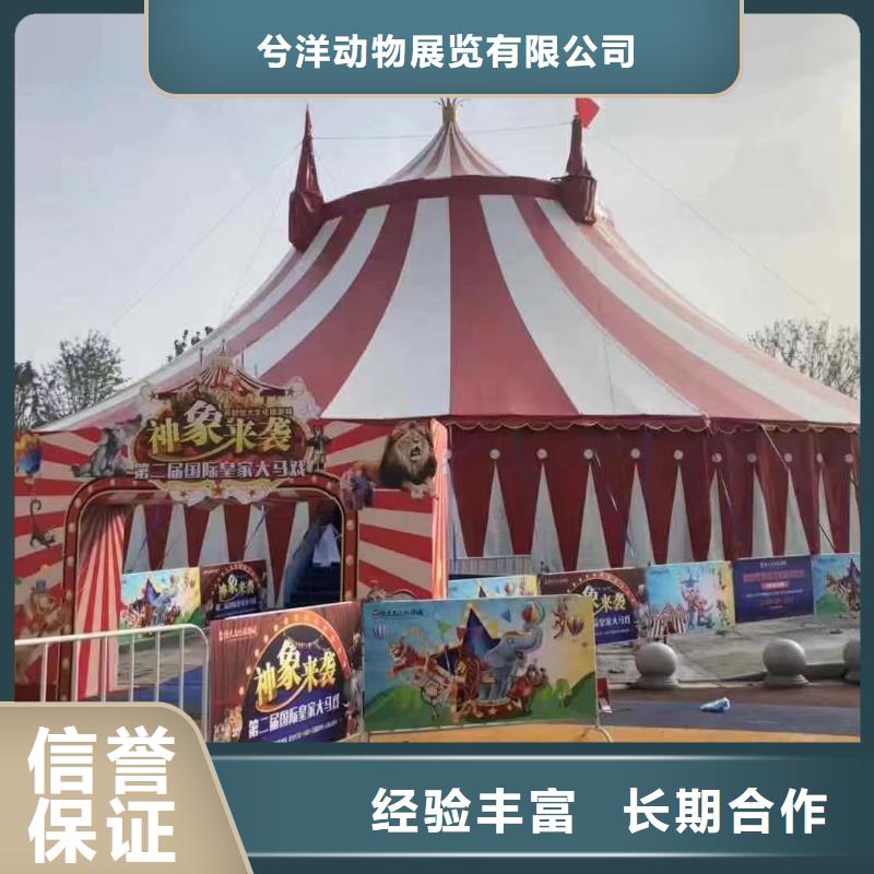 【马戏团/羊驼_海狮表演出租实力商家】