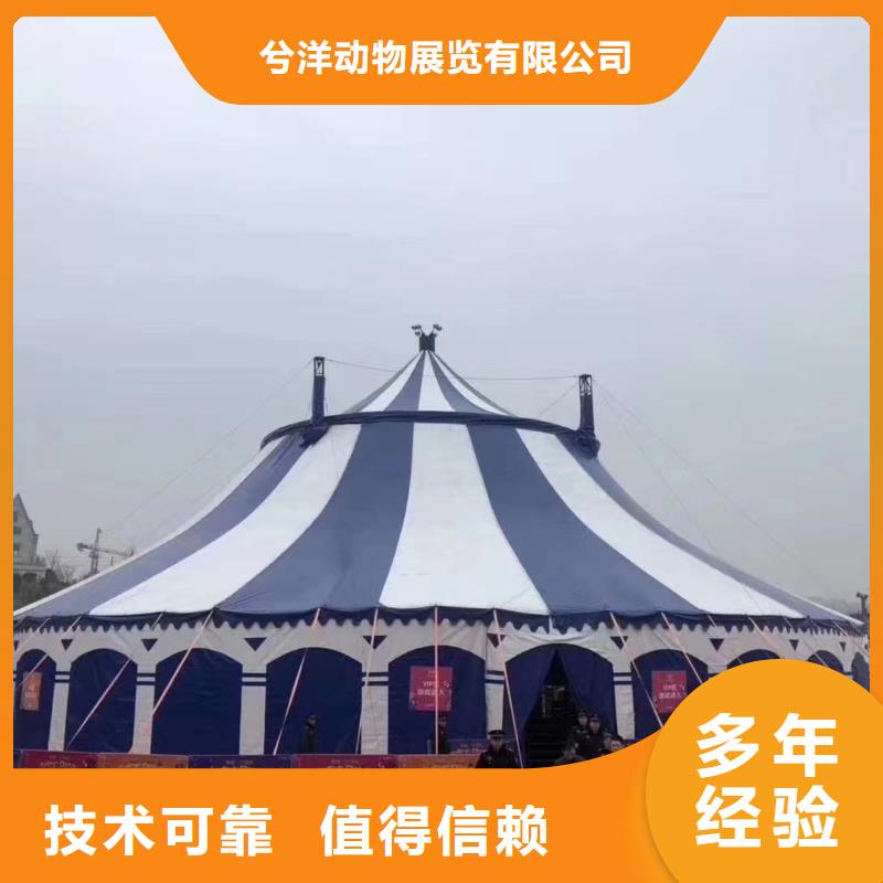马戏团/羊驼_杂技表演放心之选
