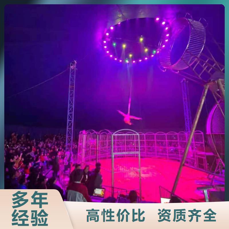馬戲團/羊駝【海獅表演出租】匠心品質