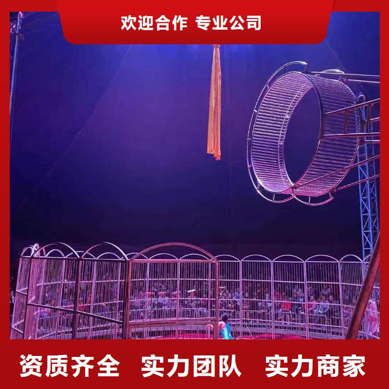 馬戲團(tuán)/羊駝出租表演羊駝專業(yè)服務(wù)