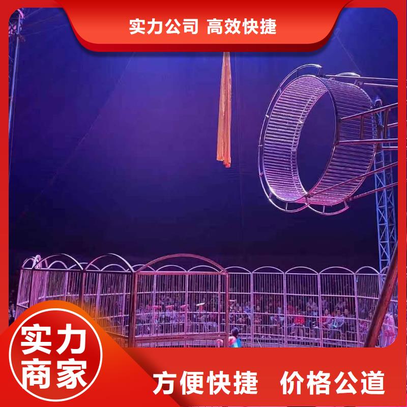 羊駝租賃活躍氣氛