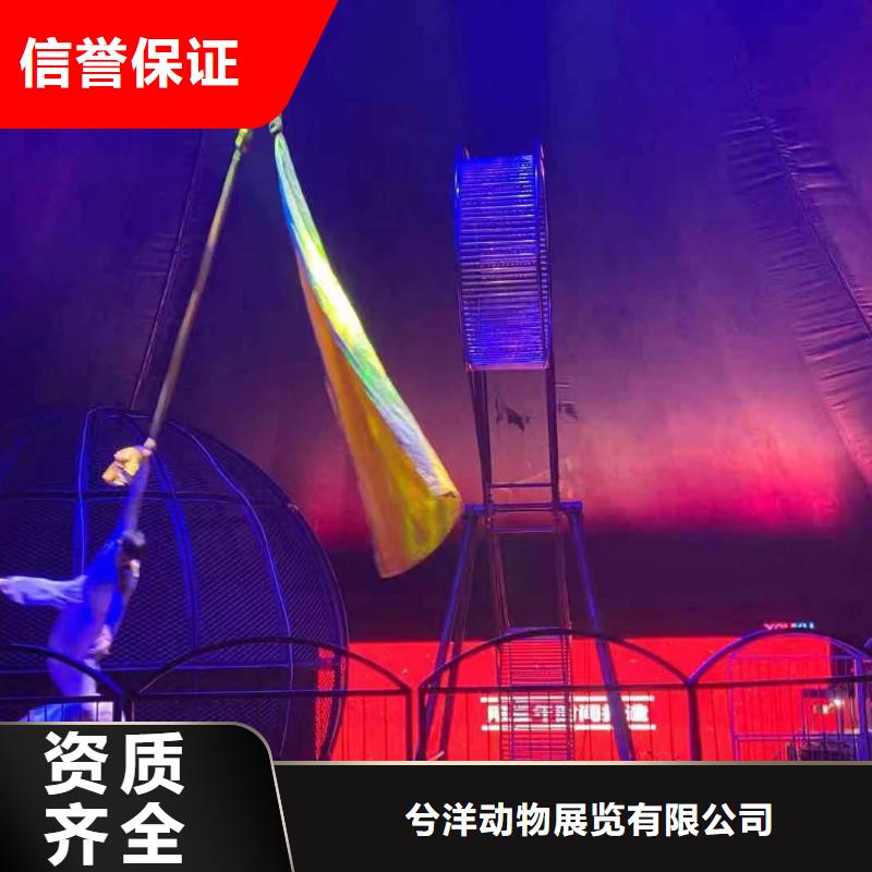 马戏团/羊驼 【活体羊驼租赁】拒绝虚高价