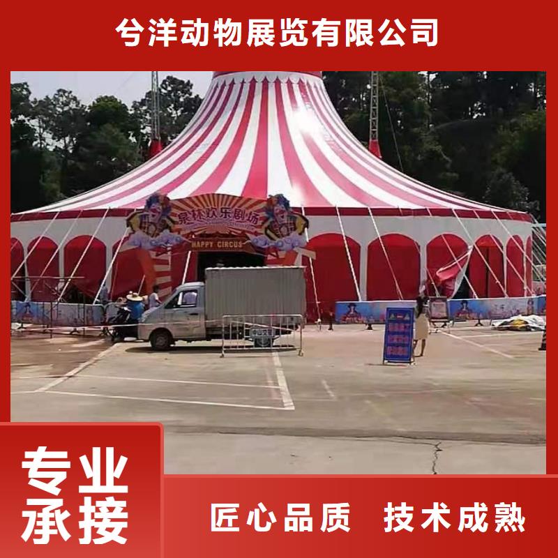 馬戲團(tuán)/羊駝,【【海獅表演租賃】】技術(shù)比較好