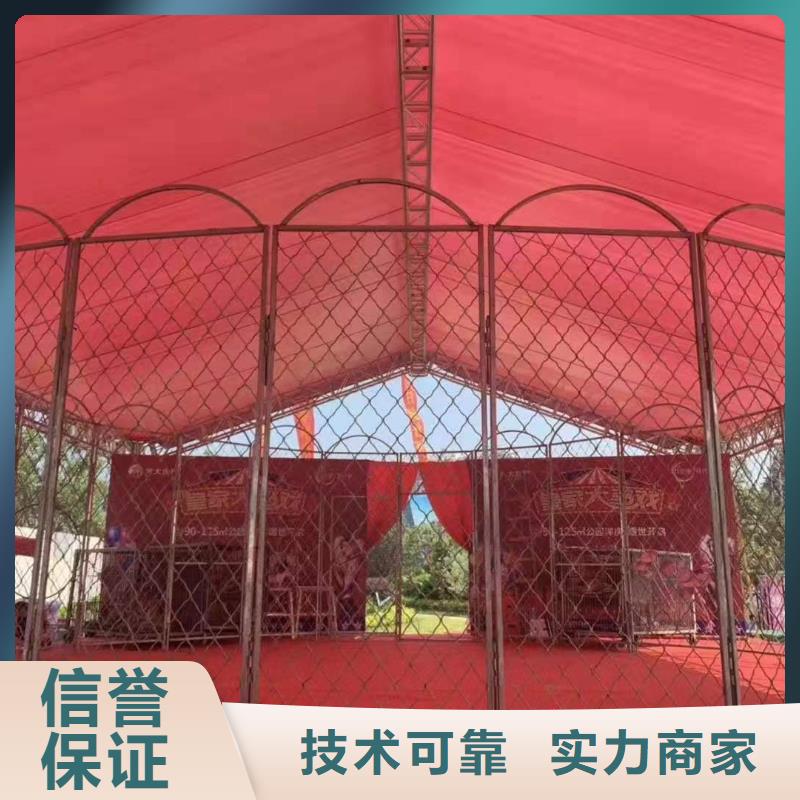 羊駝租賃活躍氣氛