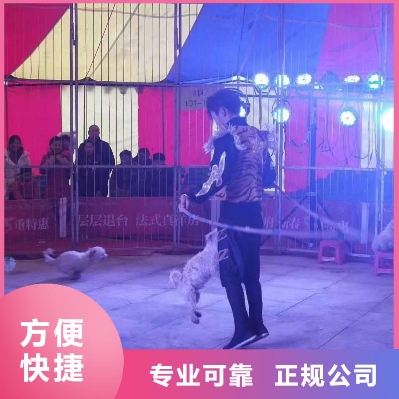 馬戲團/羊駝_環球飛車表演出租價格公道