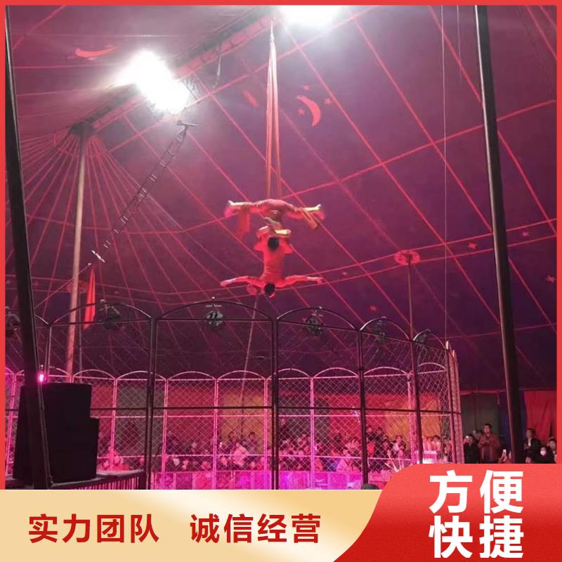 马戏团/羊驼 出租表演企鹅齐全