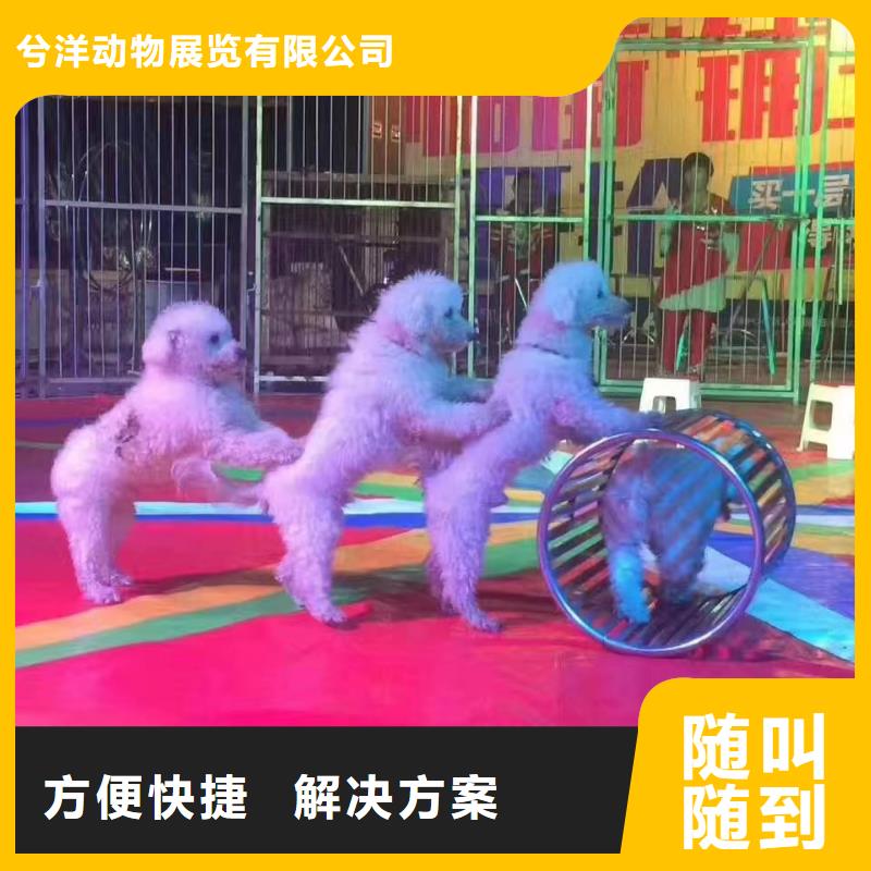 马戏团/羊驼美人鱼表演实力团队