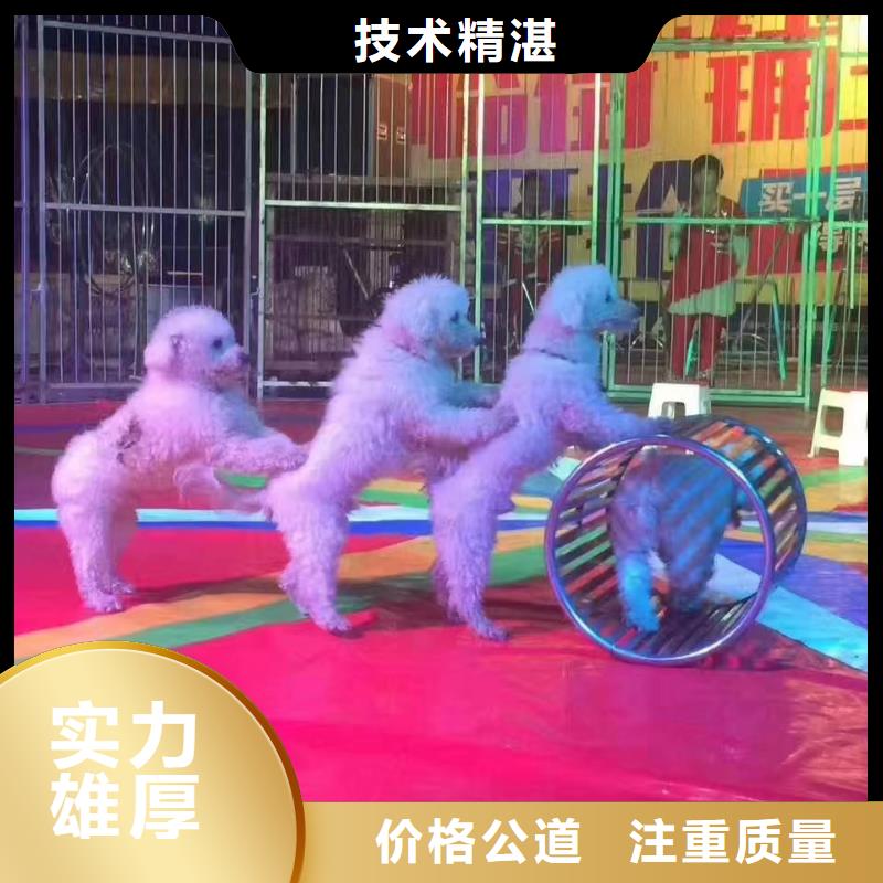 哪有出租動物展的商場活動