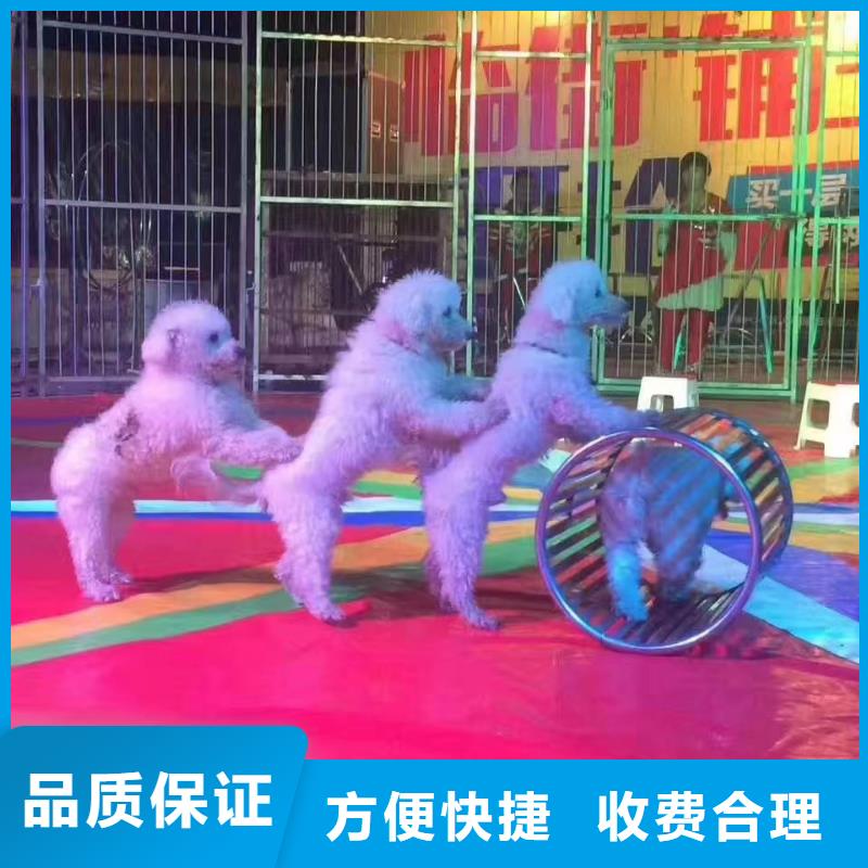 马戏团/羊驼-企鹅租赁技术精湛