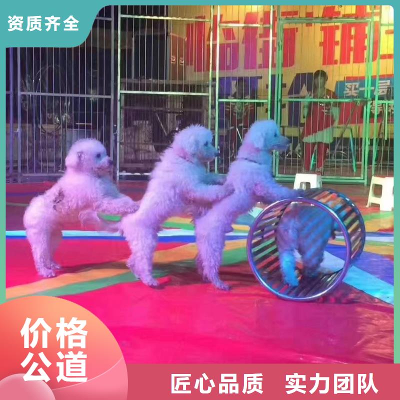 哪有出租馬戲團(tuán)表演的暖場(chǎng)活動(dòng)