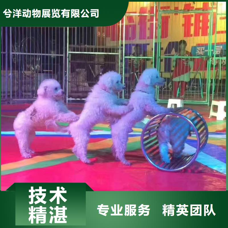 马戏团/羊驼-表演动物出租收费合理
