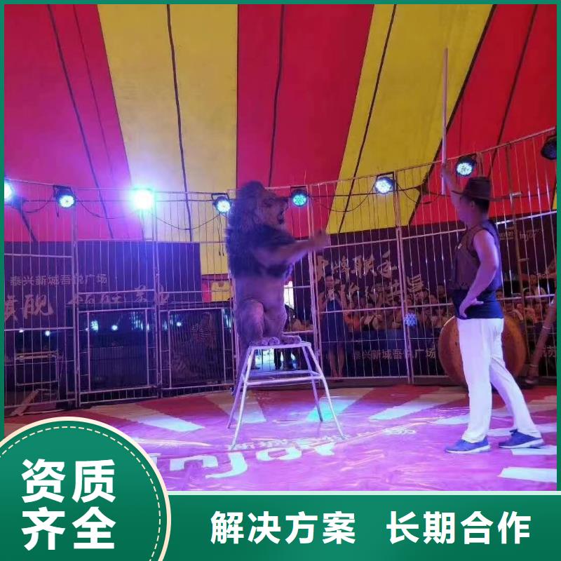 马戏团/羊驼,海狮表演租赁好评度高