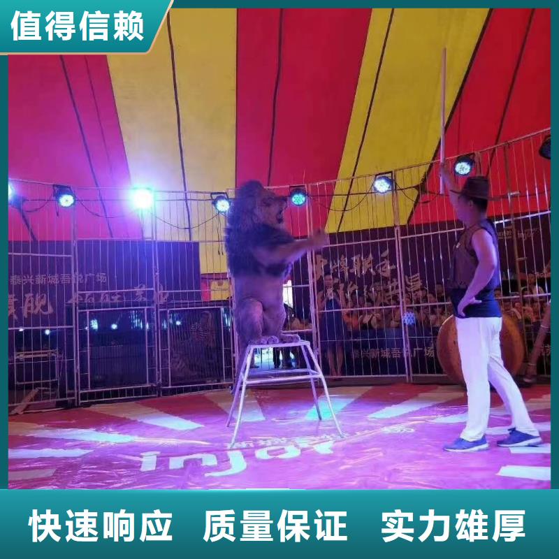 馬戲團/羊駝_吉祥百鳥展品質服務