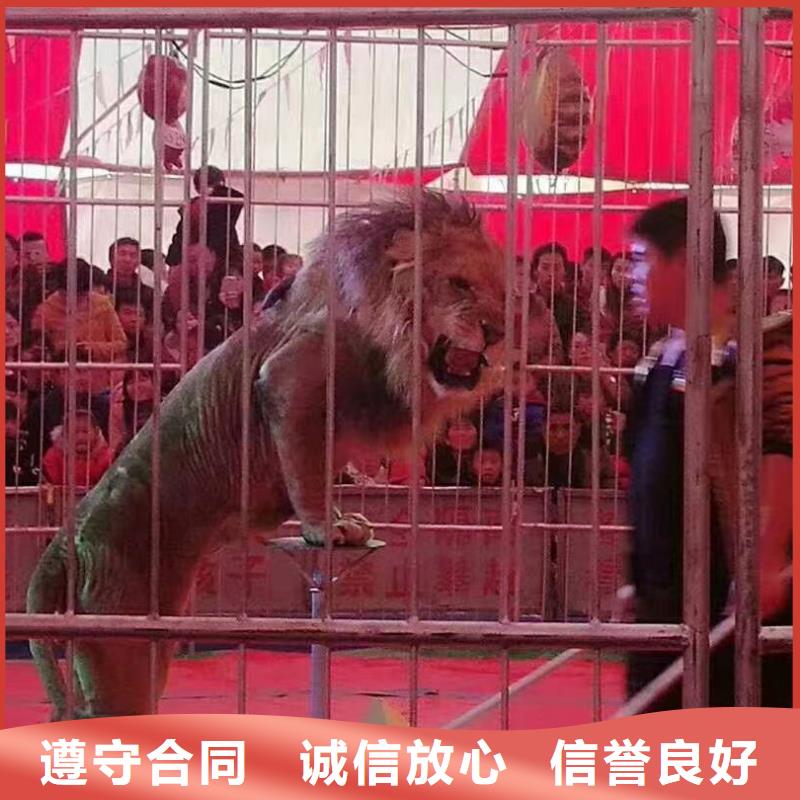 羊駝租賃活躍氣氛