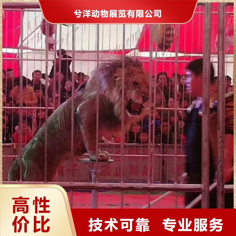 馬戲團/羊駝-觀賞性羊駝租賃案例豐富