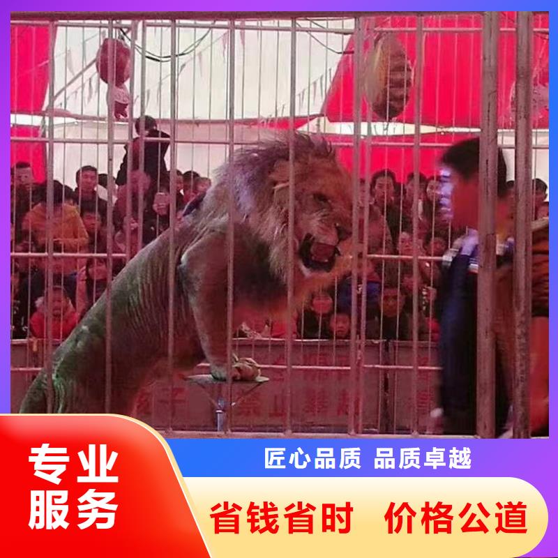 出租羊駝公司