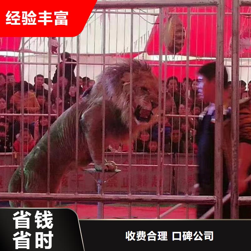 马戏团/羊驼马戏团出租 好评度高