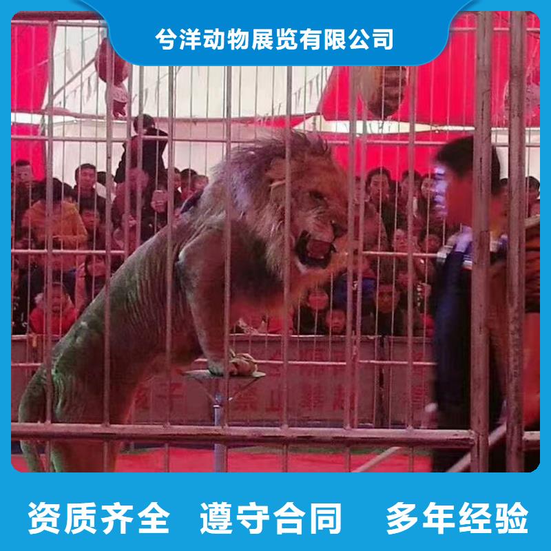 马戏团/羊驼_马戏团表演口碑公司