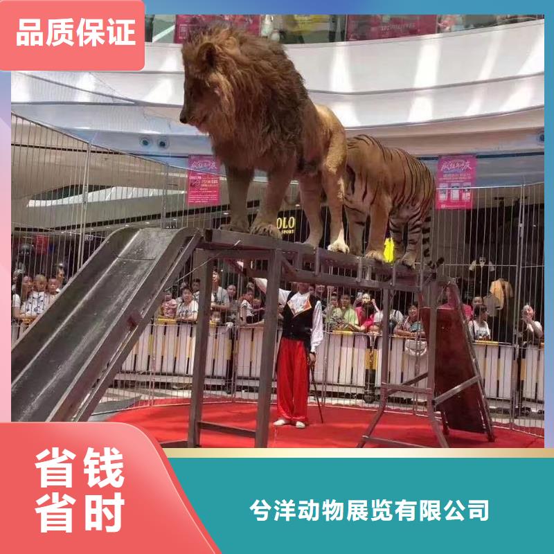 马戏团/羊驼-企鹅出租专业承接