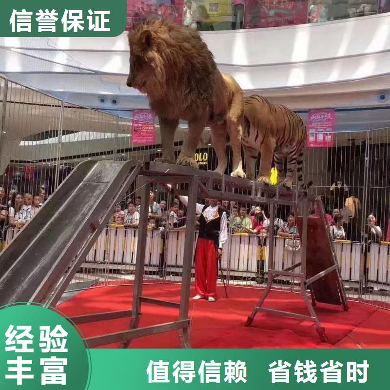 馬戲團/羊駝-海豚表演齊全