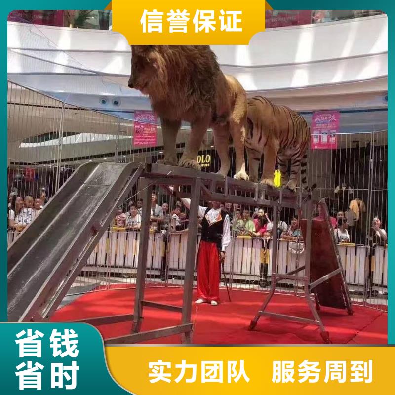 大飛輪表演租賃創意方案