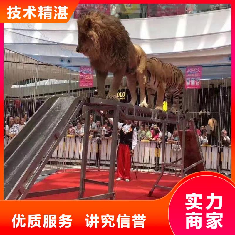 馬戲團/羊駝_海獅表演出租良好口碑