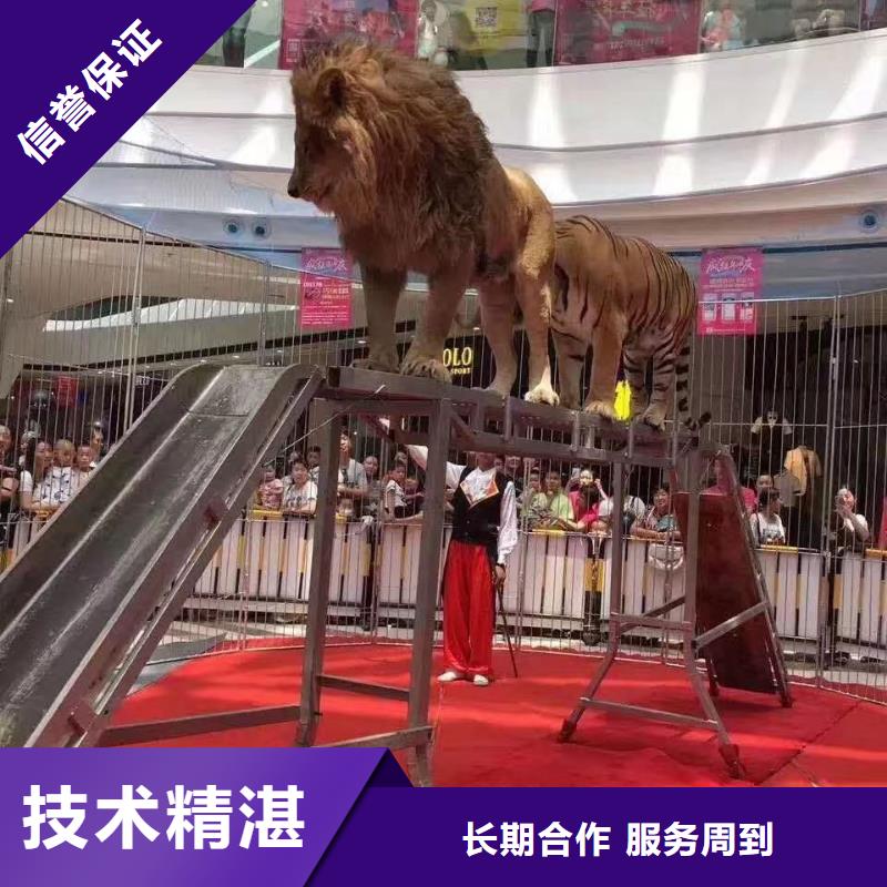 【马戏团/羊驼_海狮表演出租实力商家】