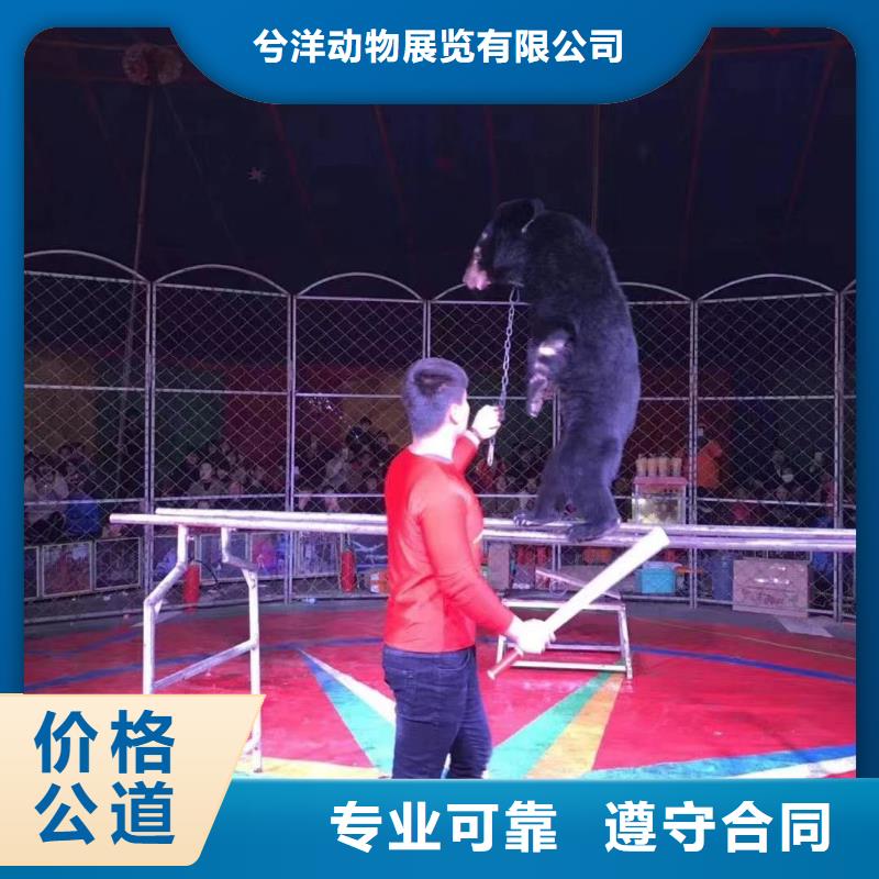 马戏团/羊驼_杂技表演放心之选