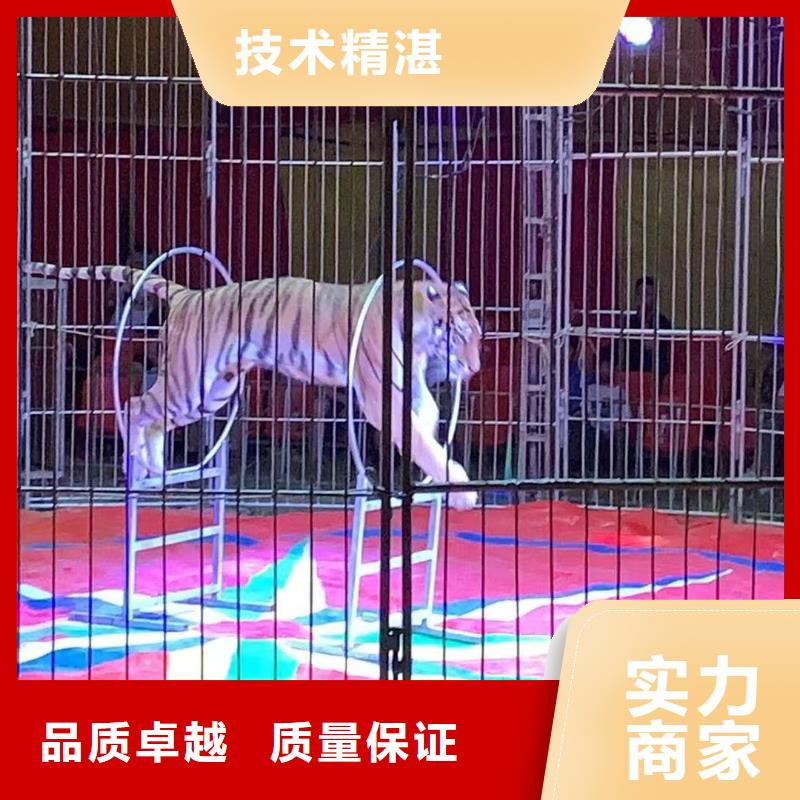 马戏团/羊驼美人鱼表演信誉良好