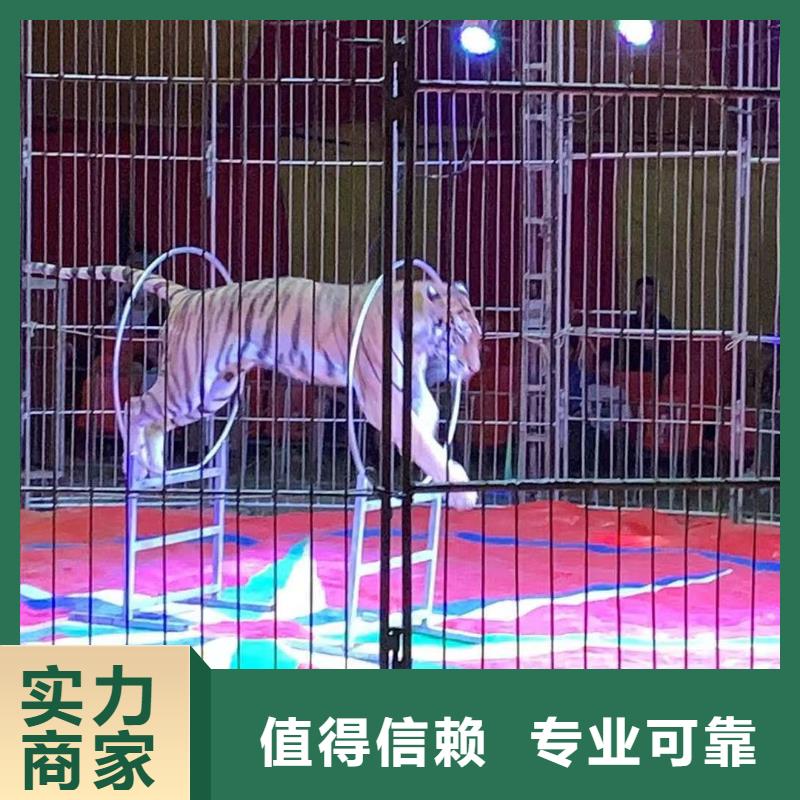 馬戲團/羊駝【出租企鵝表演】承接