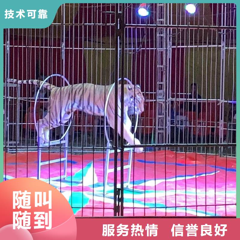 海狮表演出租视频-海狮表演出租|黄冈市|罗田|蕲春|随州|襄阳|咸宁|恩施