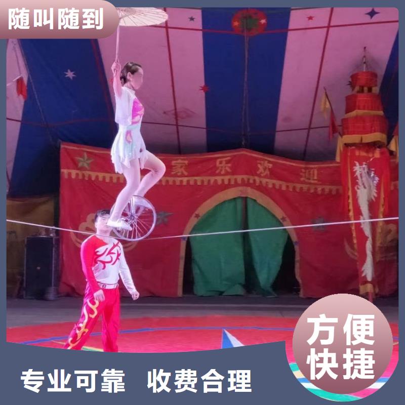 馬戲團(tuán)/羊駝表演羊駝租賃品質(zhì)服務(wù)
