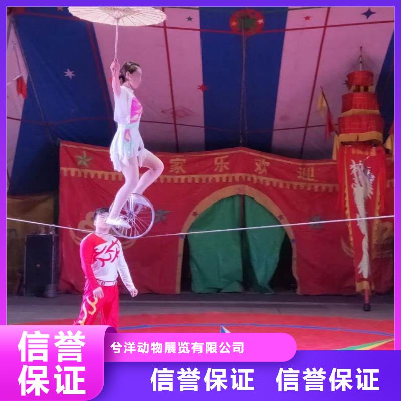 马戏团/羊驼 海狮演出质量保证