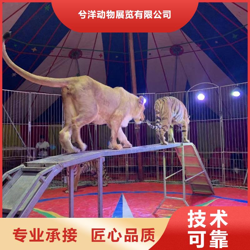 馬戲團/羊駝-雜耍演出技術精湛