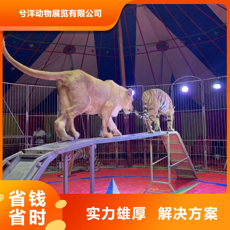 马戏团/羊驼动物杂技表演租赁效果满意为止