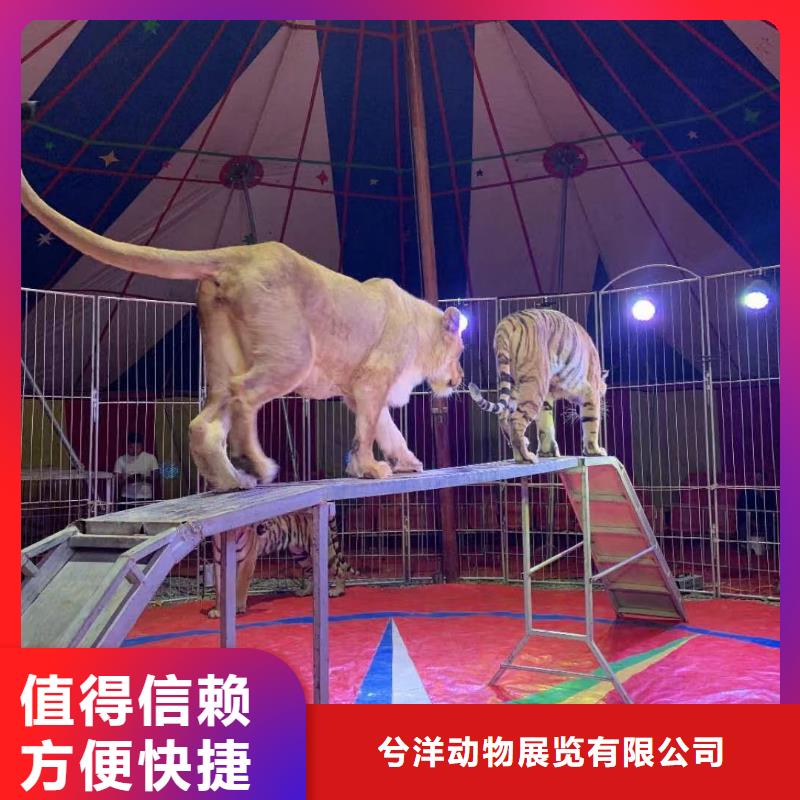 哪里有出租動物的商場活動