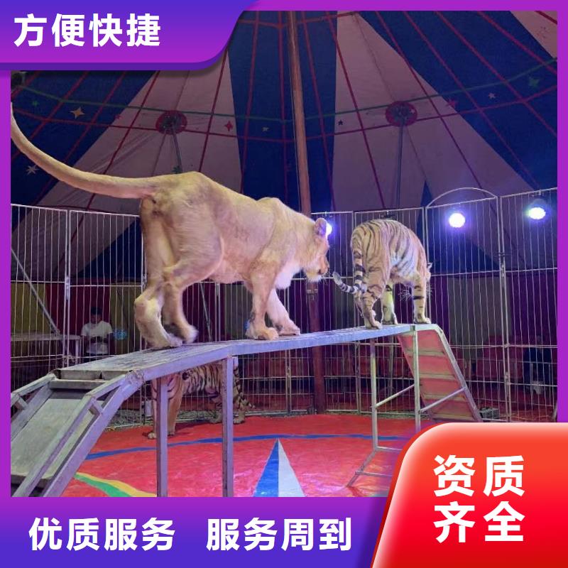 马戏团/羊驼【鹦鹉表演】先进的技术