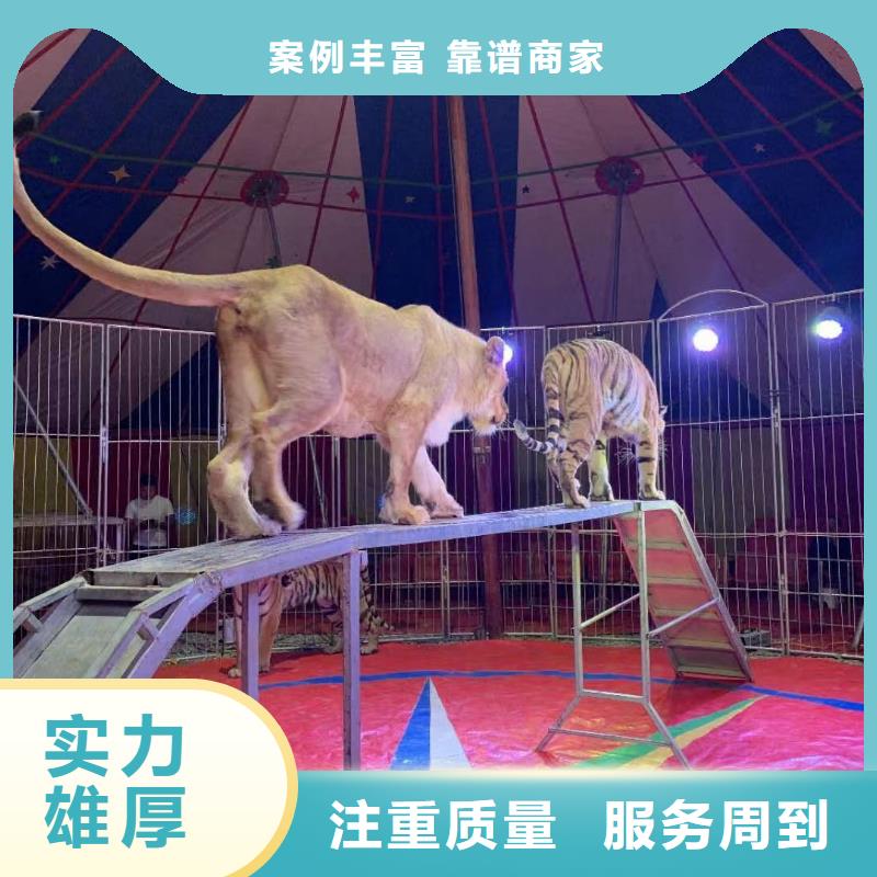 马戏团/羊驼马戏团表演出租租赁齐全